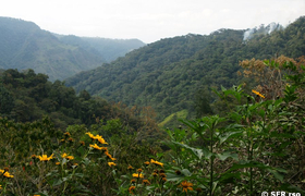 Bergnebelwald und Astern