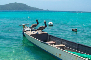 Pelikane Honduras