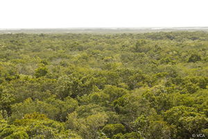 Wald Belize