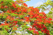 roter Flammenbaum Kuba