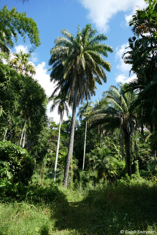 Palmen Botanischer Garten Cienfuegos