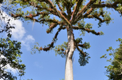 Kapokbaum (Ceiba pentandra) in Tikal