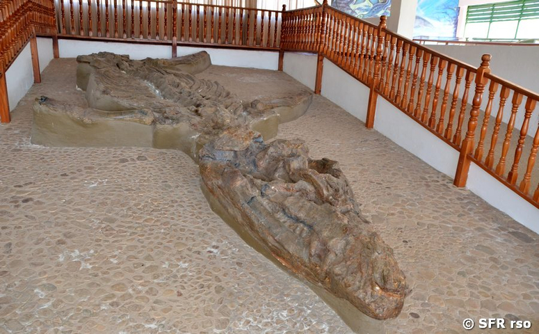 Ichthyosaurier Fossil