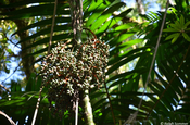 Palmfrüchte
