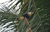 Geierfalke (Caracara) auf Palme Kolumbien