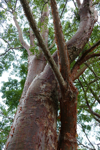 Weißgummibaum