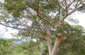 Carate Baum