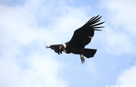Fliegender Andencondor in Ecuador