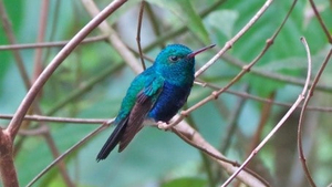 Nationapark Soberania Pure Centralamerica