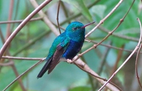 Nationapark Soberania Pure Centralamerica