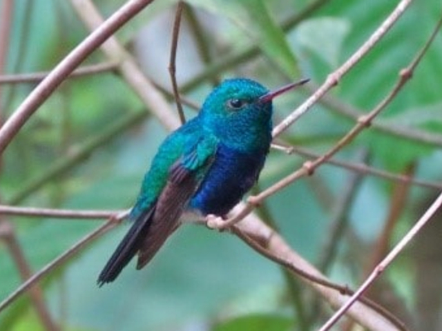 Nationapark Soberania Pure Centralamerica