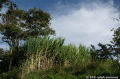 Zuckerrohranbau San Agustín