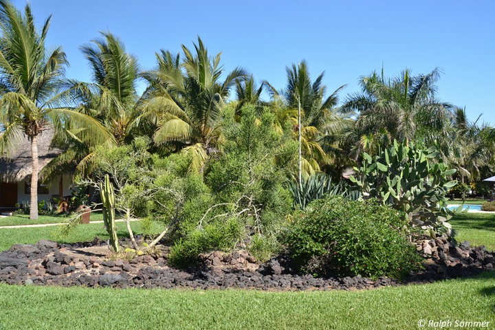 Kokospalmen im Garten des Hotels Dos Mundos in Monterrico