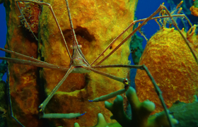 Seespinne