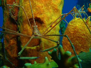 Seespinne