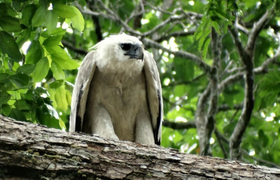 Harpyie in Guyana