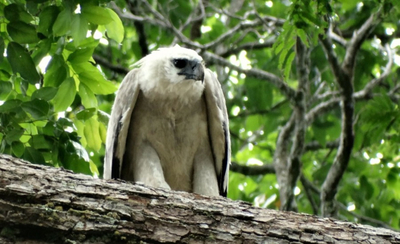 Harpyie in Guyana