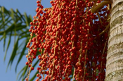 Palmfrüchte rot (Adonidia merrillii)