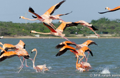 Rosa Flamingo im Flug in Los Camarones Kolumbien