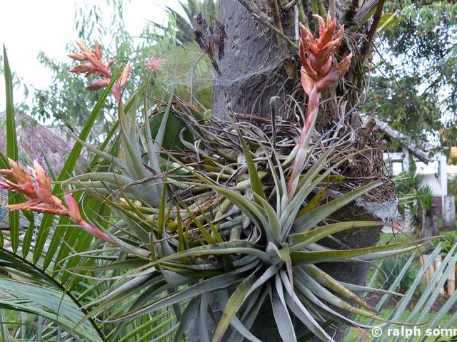 Bromelien in Hosteria Sommergarten