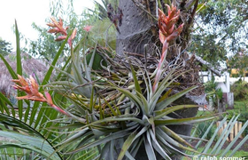 Bromelien in Hosteria Sommergarten