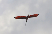 Roter Ibis Kolumbien