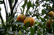 Mandarinen am Baum in Armenia