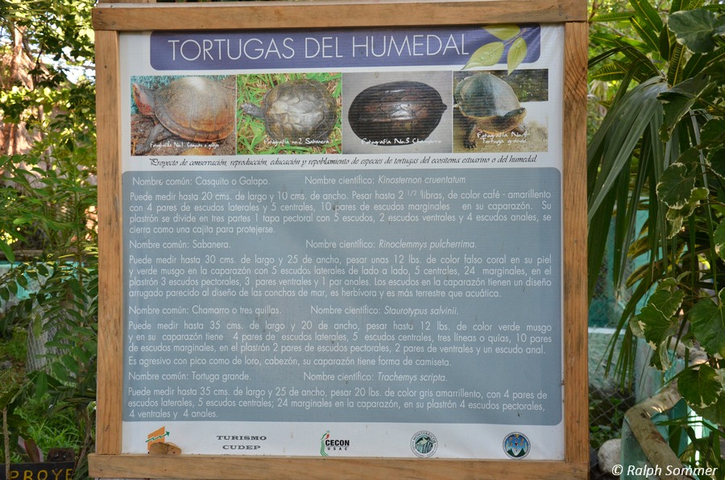 Schildkrötenarten des Feuchtgebiets