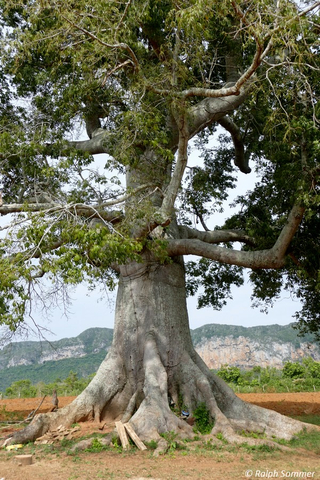 Heiliger Kapokbaum, Tal von Viñales