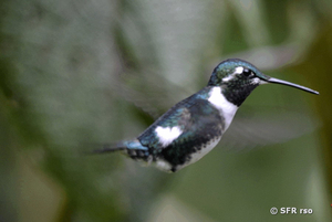 Kolibri (white bellied woodstar)
