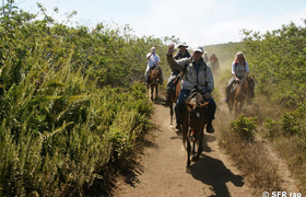 Reitergruss auf dem Weg zum Vulkan Sierra Negra auf der Insel Isabela Galápagos