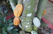Kakaofrucht am Stamm