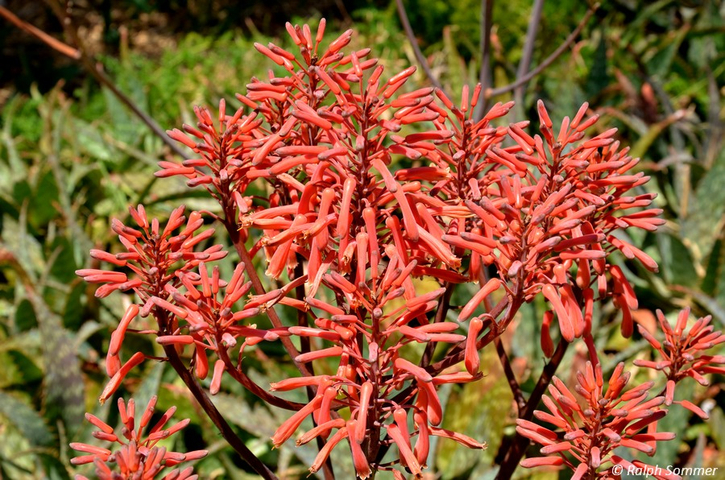 Aloe Vera Blüte in Santiago de Atitlán