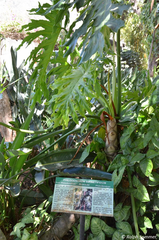 Philodendron in der Kaffeefarm in Antigua