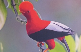 Roter Felsenhahn Paz de los Aves Ecuador