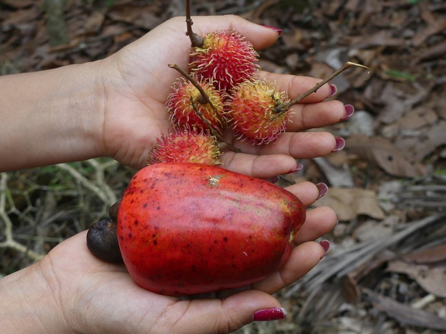 Cashew-Frucht