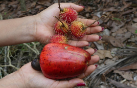 Cashew-Frucht