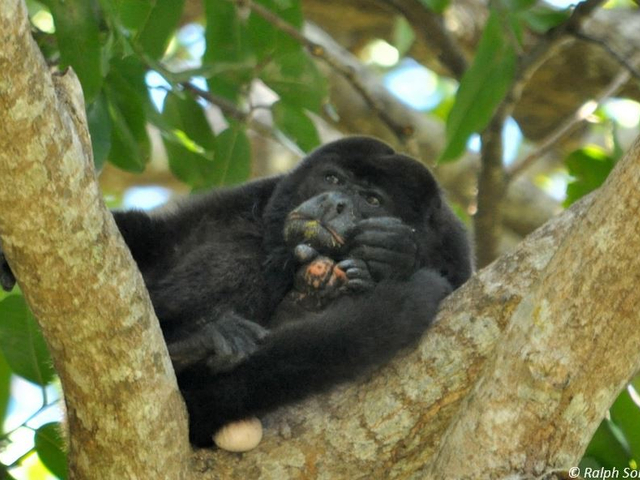 Brüllaffe alouatta palliata Nicaragua