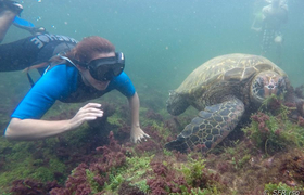 Schnorcheln mit Schildkröte bei Los Tuneles, Galapagos