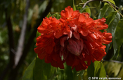 Rose von Venezuela (Brownea grandiceps)