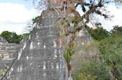Korallenbaum in Tikal