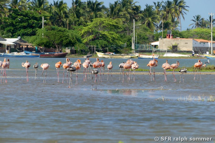 Rote Flamingos vor Siedlung