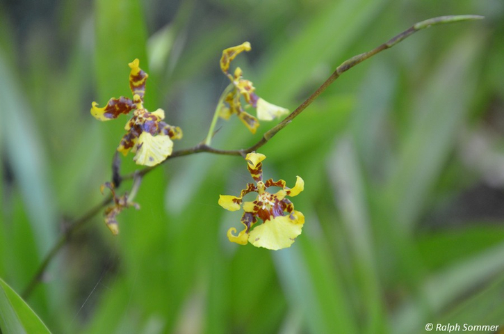 Oncidium Orchidee