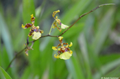 Oncidium Orchidee