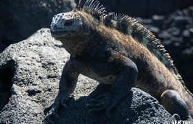 Meerechse auf Weg zur Tränenmauer, Galapagos