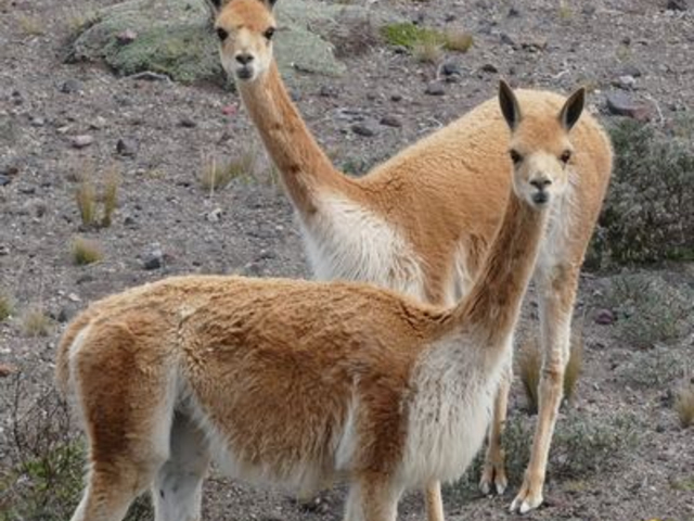 Vicuñas am Chimborazo