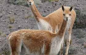 Vicuñas am Chimborazo