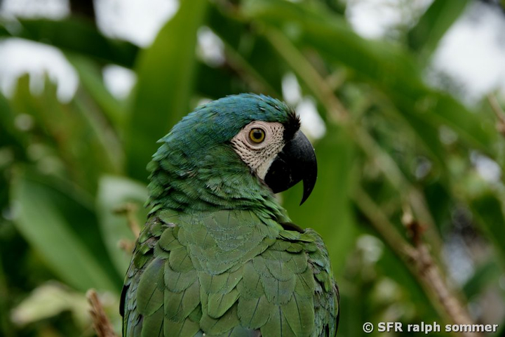 Rotbugara im Amazonas Kolumbien