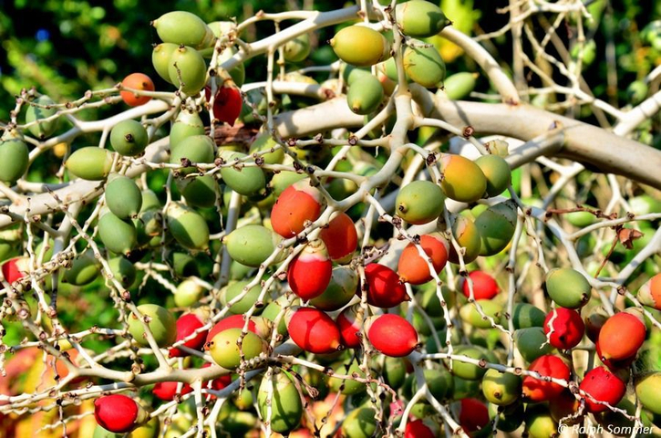 Manilapalme Früchte