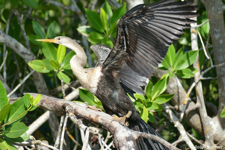 amerikanischer Schlangenhalsvogel Anhinga anhinga in der Lagune von Guanaroca auf Kuba